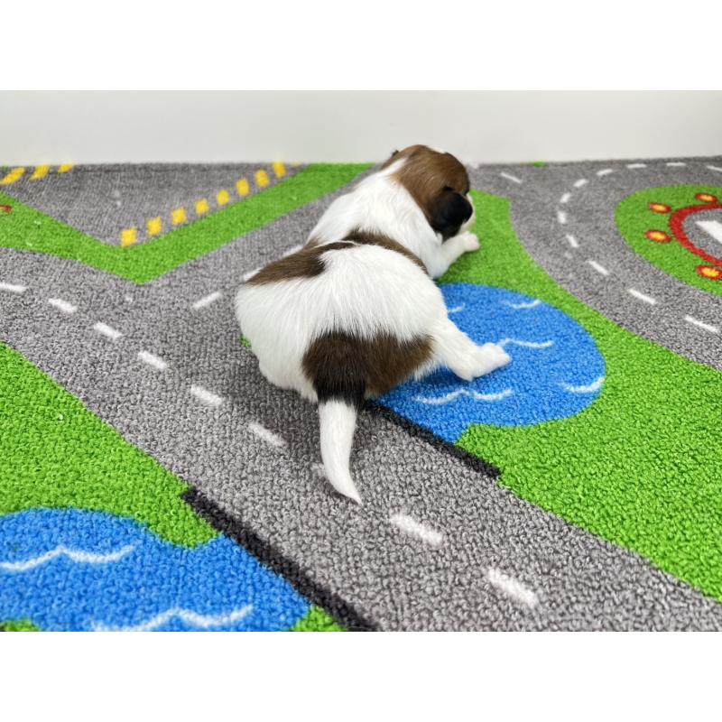 販売中の愛知県のパピヨン-446716の3枚目