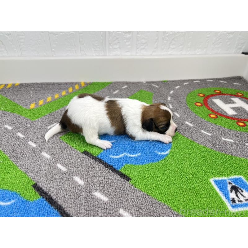 販売中の愛知県のパピヨン-446716の2枚目