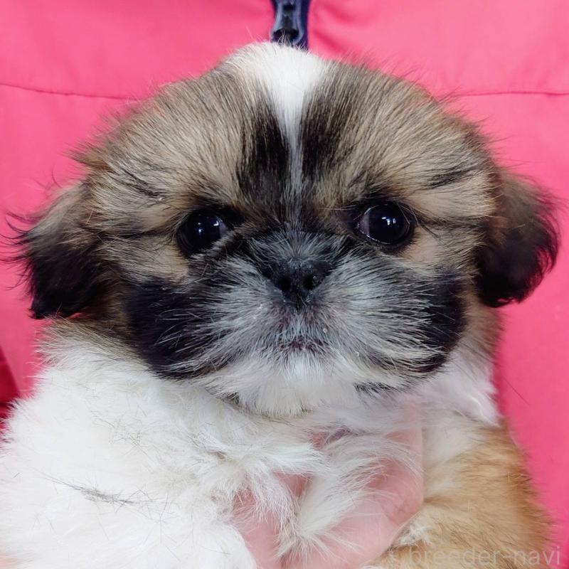 販売中の山口県のシーズー-446720の1枚目