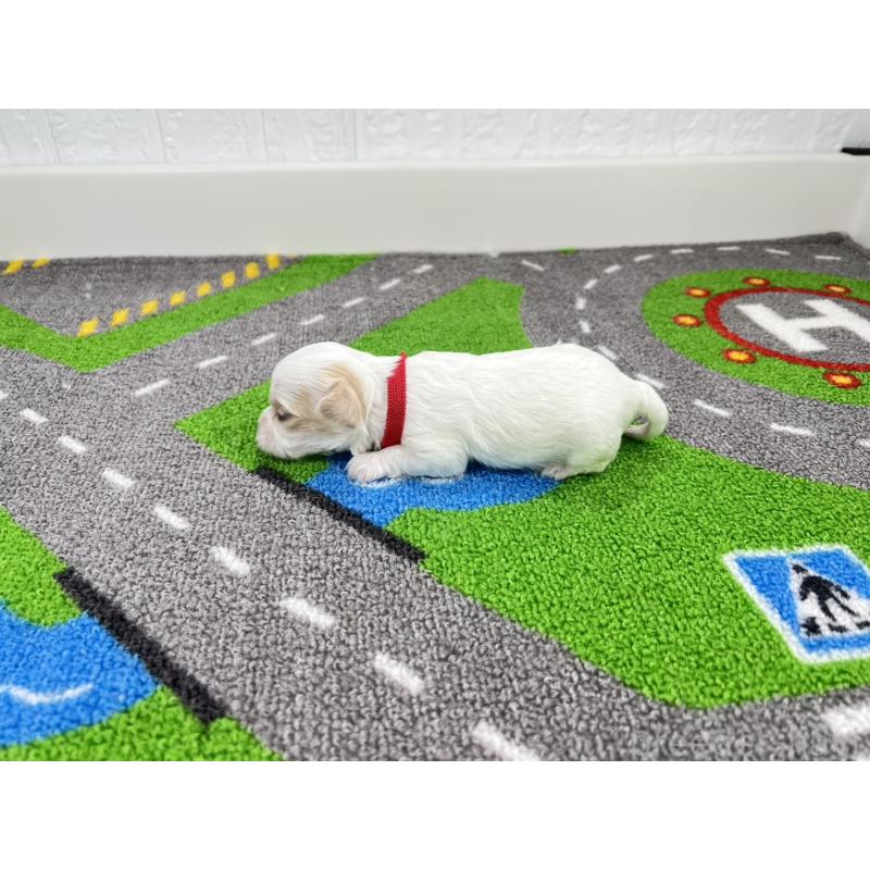 販売中の愛知県のキャバマル:キャバリア×マルチーズ-446730の6枚目