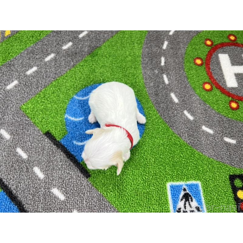 販売中の愛知県のキャバマル:キャバリア×マルチーズ-446730の5枚目