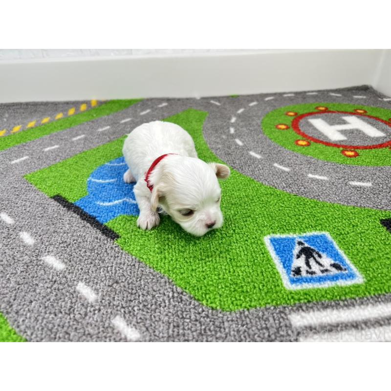 販売中の愛知県のキャバマル:キャバリア×マルチーズ-446730の4枚目