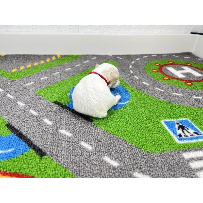 販売中の愛知県のキャバマル:キャバリア×マルチーズ-446730の3枚目