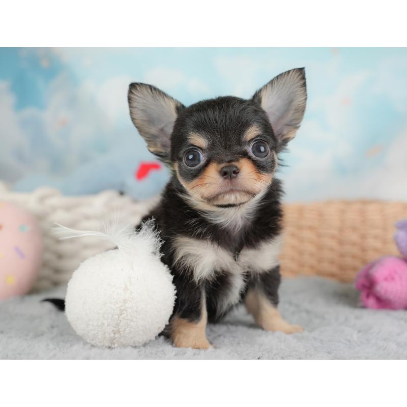 販売中の埼玉県のチワワ(ロングコート)-446724の11枚目