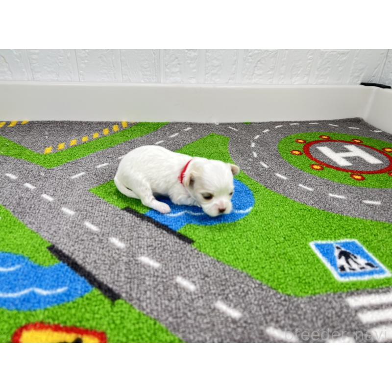 販売中の愛知県のキャバマル:キャバリア×マルチーズ-446730の2枚目