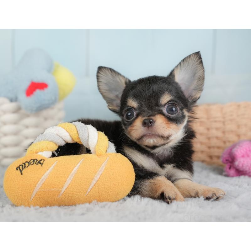 販売中の埼玉県のチワワ(ロングコート)-446724の10枚目