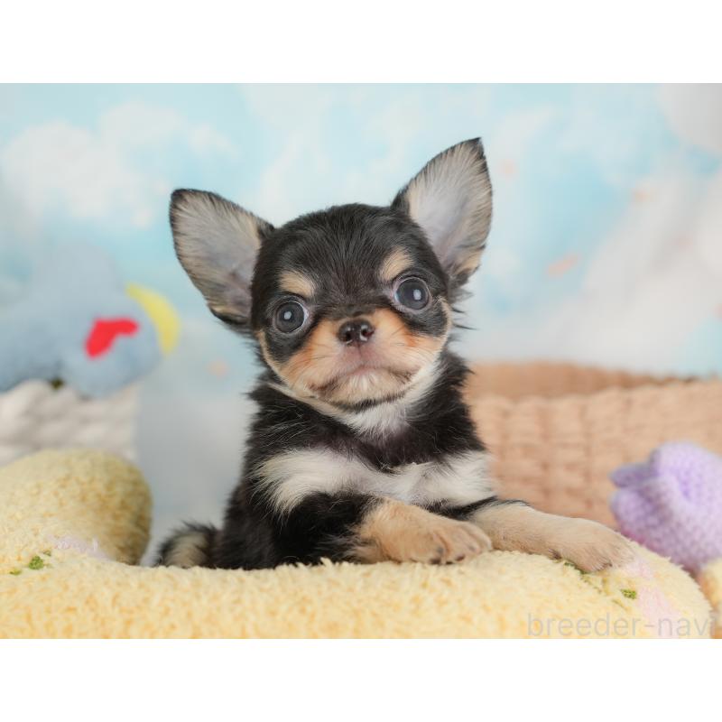 販売中の埼玉県のチワワ(ロングコート)-446724の9枚目