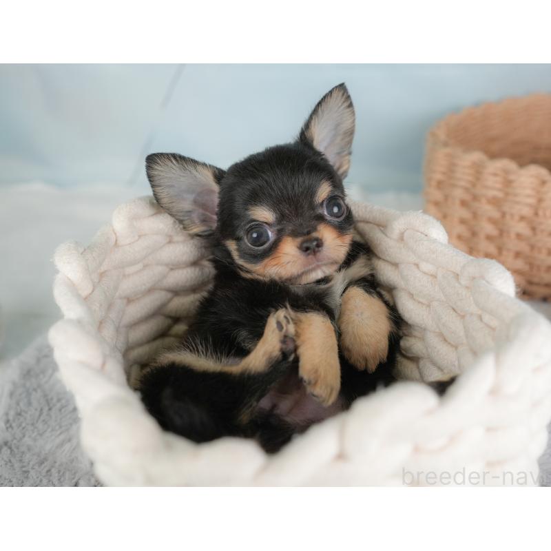 販売中の埼玉県のチワワ(ロングコート)-446724の8枚目