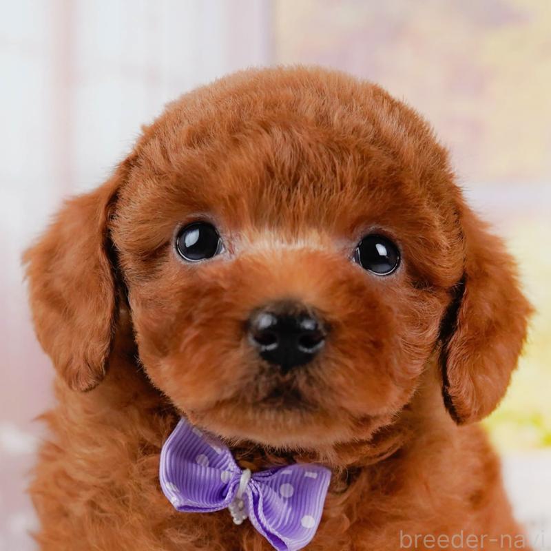 販売中の神奈川県のトイプードル-446721の1枚目