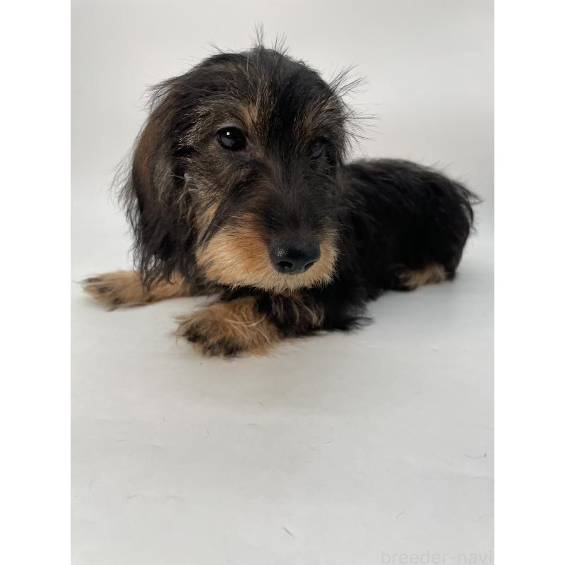 販売中の千葉県のミニチュアダックスフンド(ワイヤーヘアード)-428330の16枚目