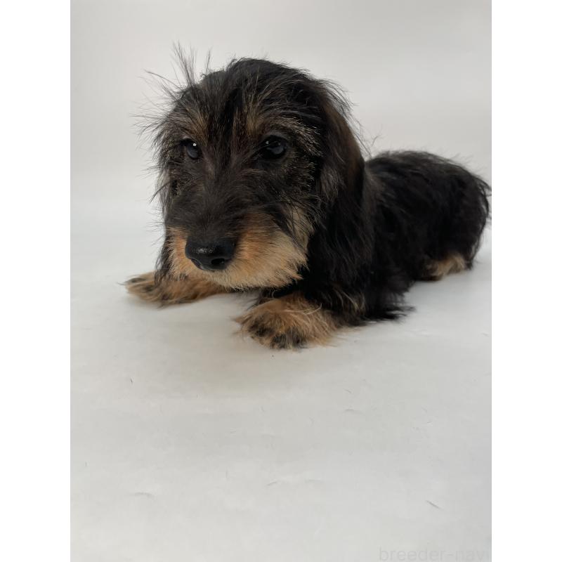 販売中の千葉県のミニチュアダックスフンド(ワイヤーヘアード)-428330の15枚目