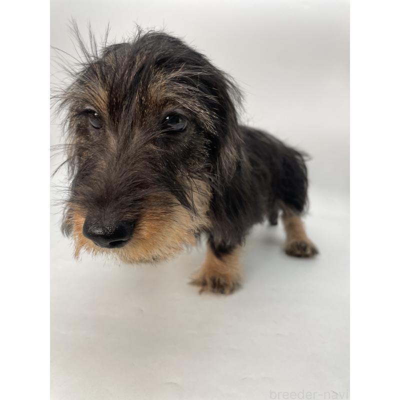 販売中の千葉県のミニチュアダックスフンド(ワイヤーヘアード)-428330の12枚目