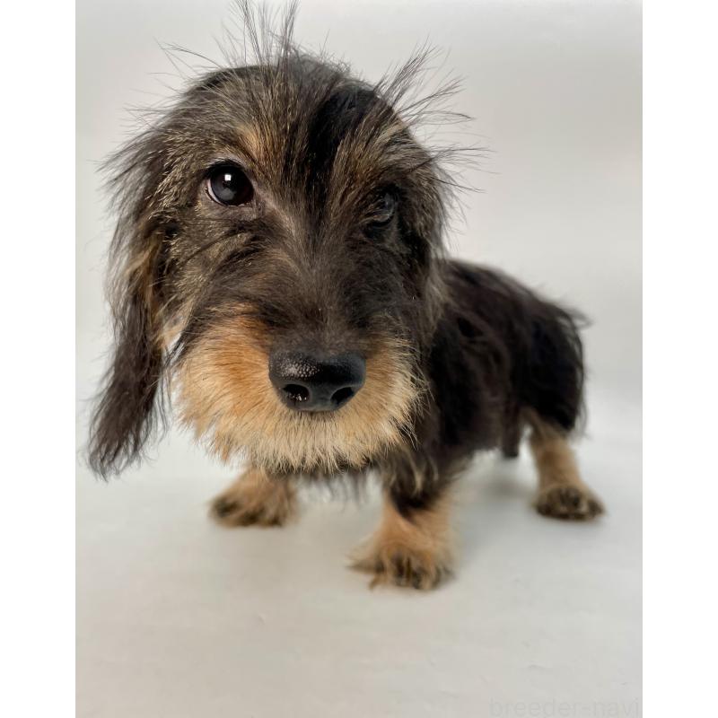 販売中の千葉県のミニチュアダックスフンド(ワイヤーヘアード)-428330の11枚目