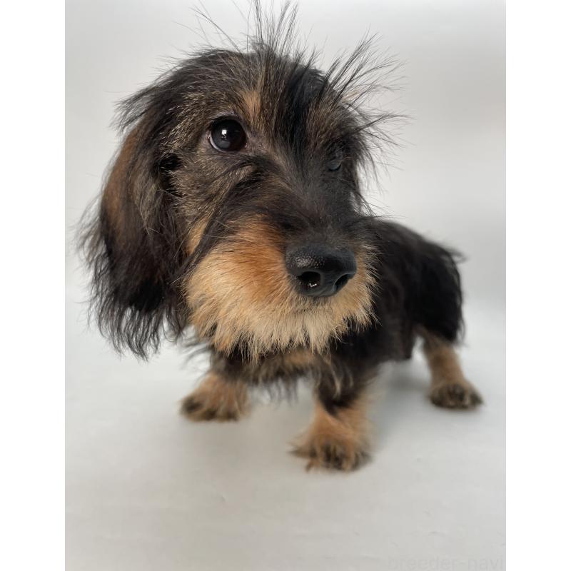 販売中の千葉県のミニチュアダックスフンド(ワイヤーヘアード)-428330の10枚目