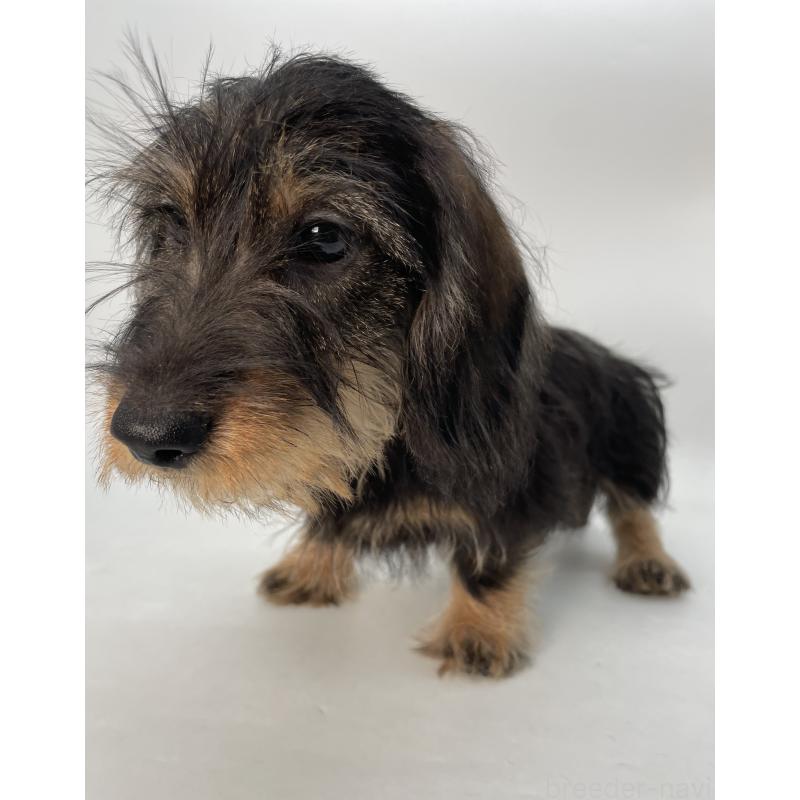 販売中の千葉県のミニチュアダックスフンド(ワイヤーヘアード)-428330の9枚目