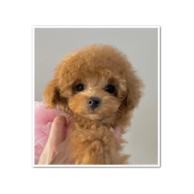 販売中の岩手県のティーカッププードル-446727の4枚目