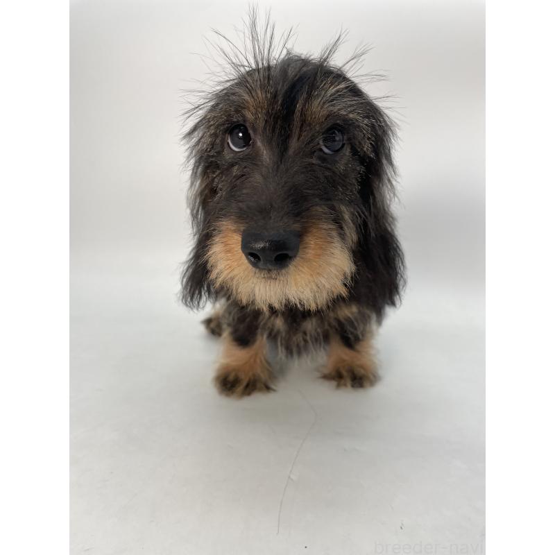 販売中の千葉県のミニチュアダックスフンド(ワイヤーヘアード)-428330の7枚目