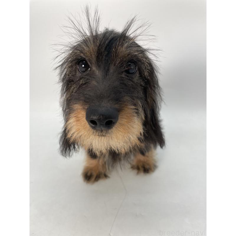 販売中の千葉県のミニチュアダックスフンド(ワイヤーヘアード)-428330の6枚目