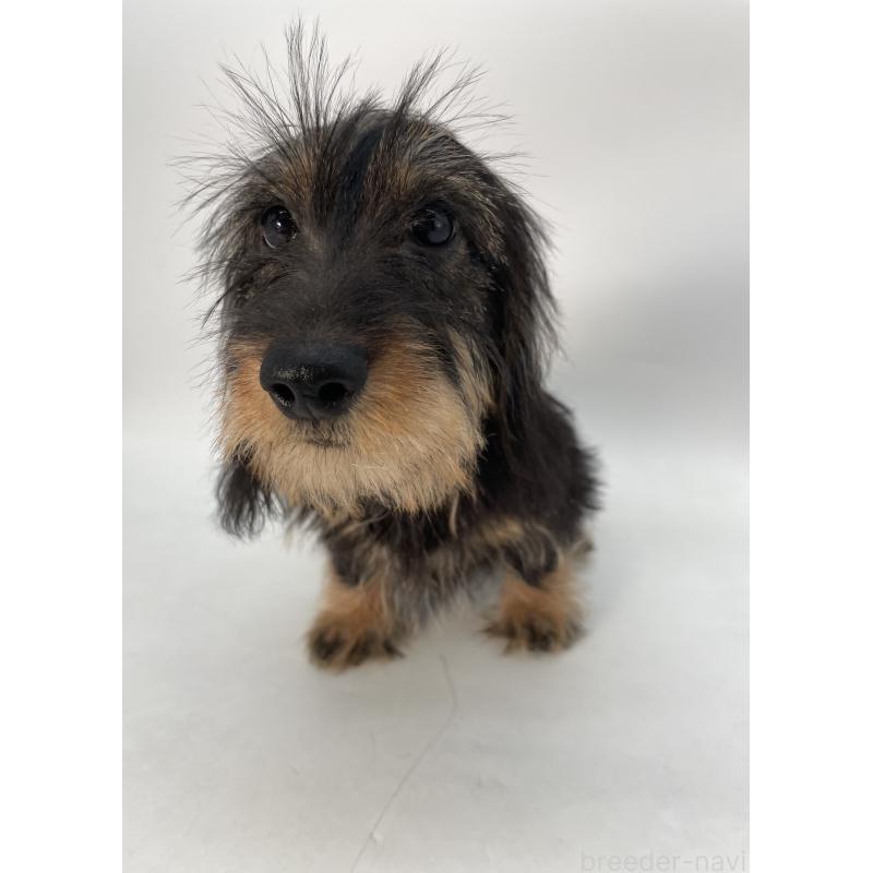 販売中の千葉県のミニチュアダックスフンド(ワイヤーヘアード)-428330の5枚目