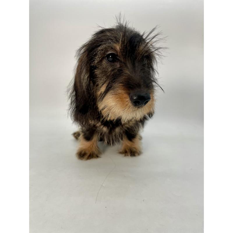 販売中の千葉県のミニチュアダックスフンド(ワイヤーヘアード)-428330の3枚目