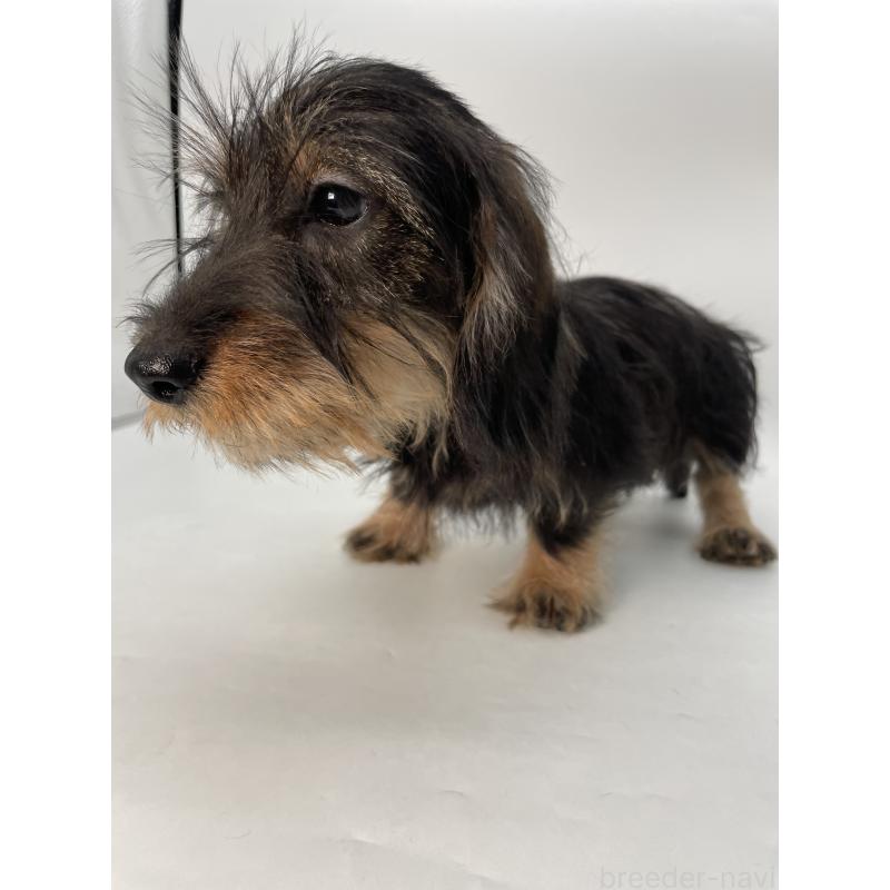 販売中の千葉県のミニチュアダックスフンド(ワイヤーヘアード)-428330の2枚目