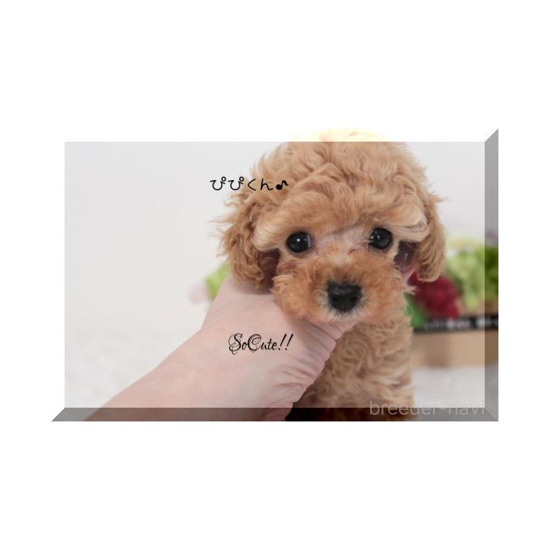 販売中の大阪府のタイニープードル-446725の4枚目