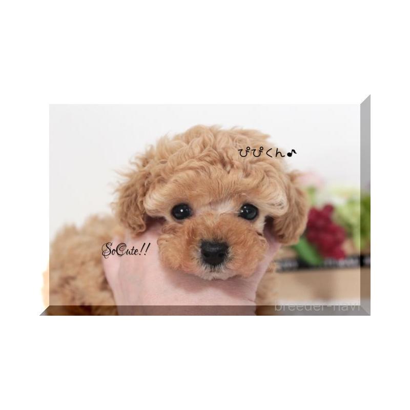 販売中の大阪府のタイニープードル-446725の3枚目