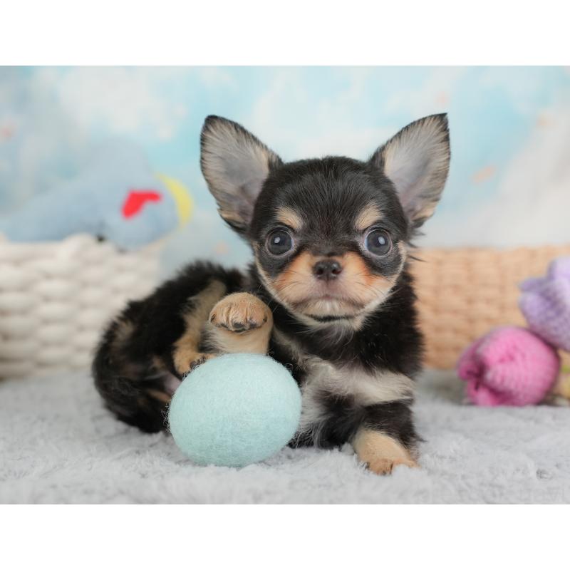 販売中の埼玉県のチワワ(ロングコート)-446724の7枚目