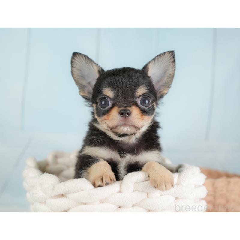 販売中の埼玉県のチワワ(ロングコート)-446724の6枚目