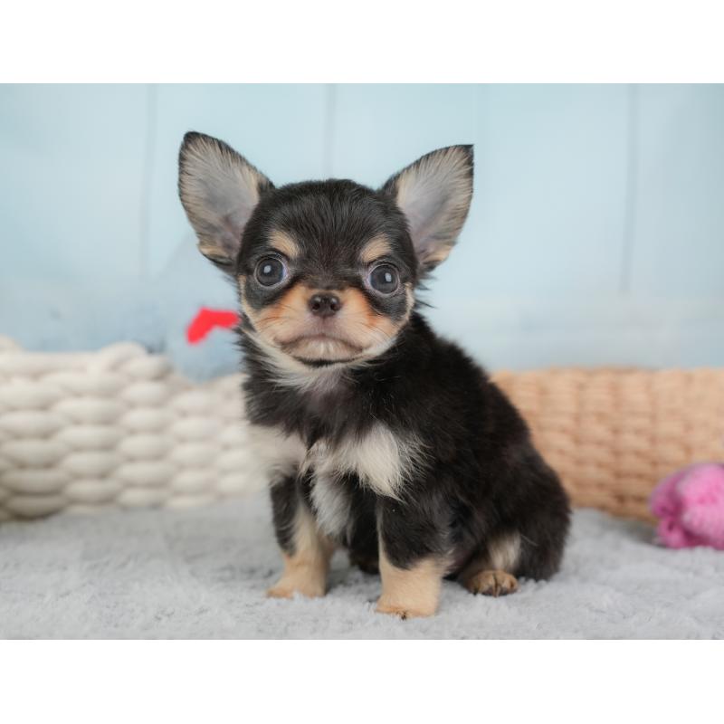 販売中の埼玉県のチワワ(ロングコート)-446724の5枚目