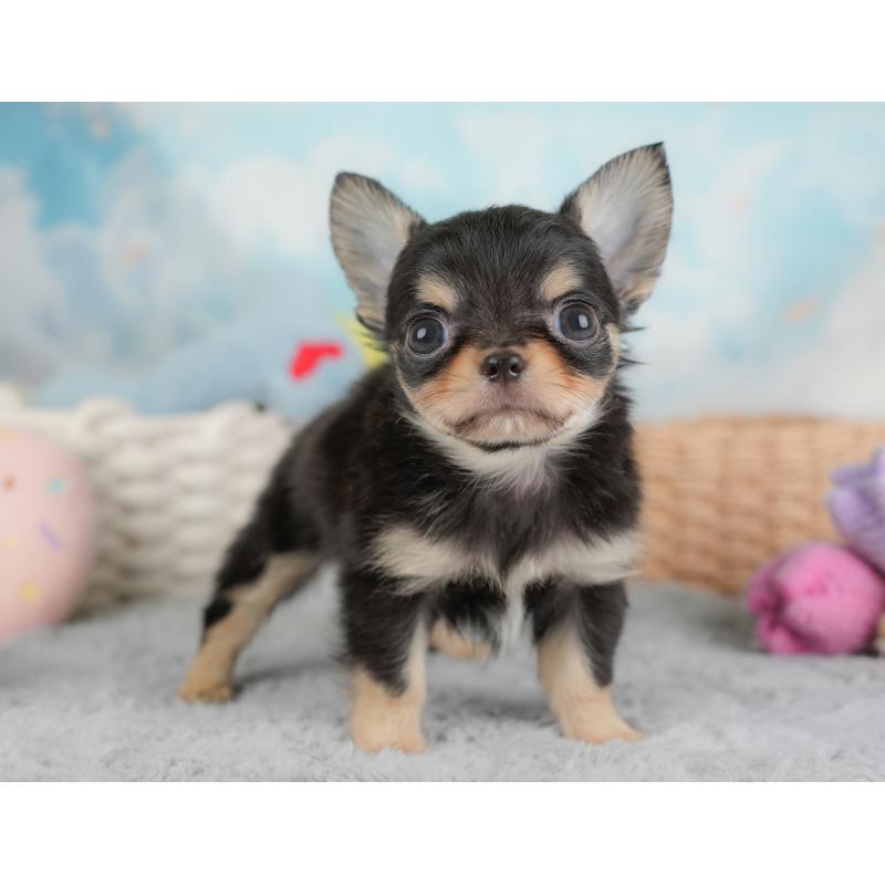 販売中の埼玉県のチワワ(ロングコート)-446724の4枚目