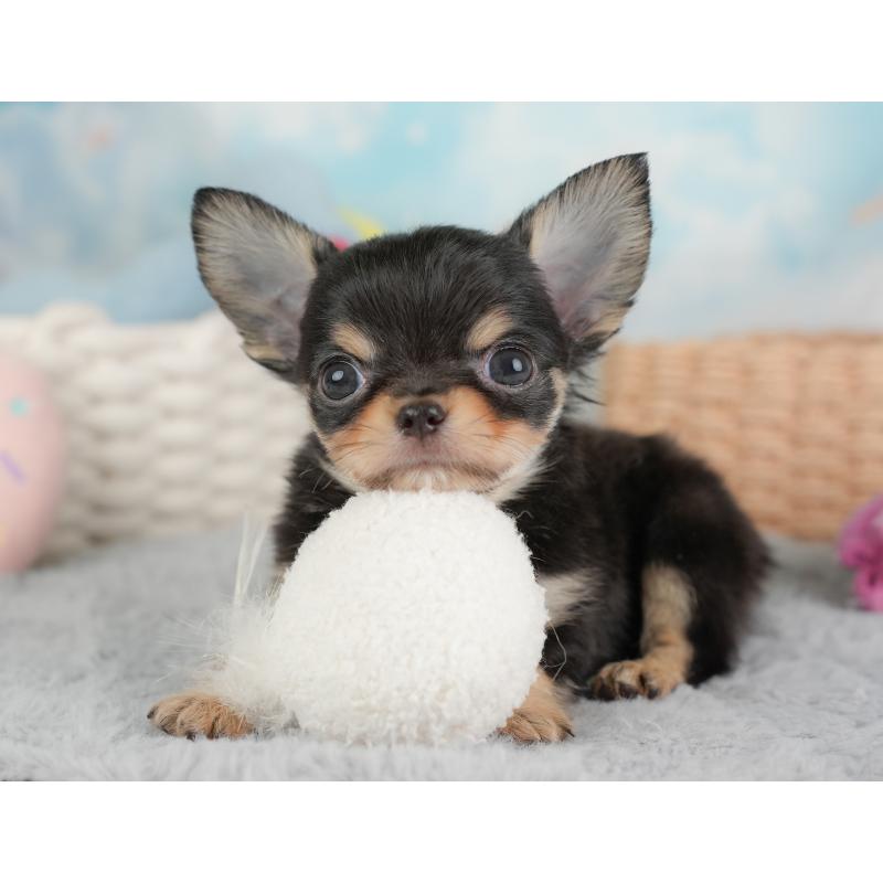 販売中の埼玉県のチワワ(ロングコート)-446724の3枚目