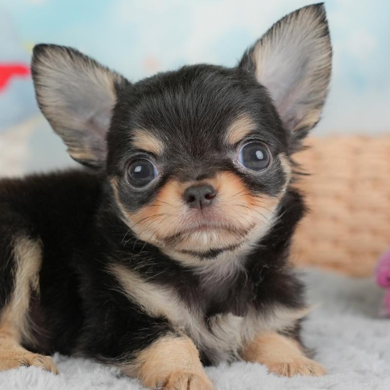 販売中の埼玉県のチワワ(ロングコート)-446724