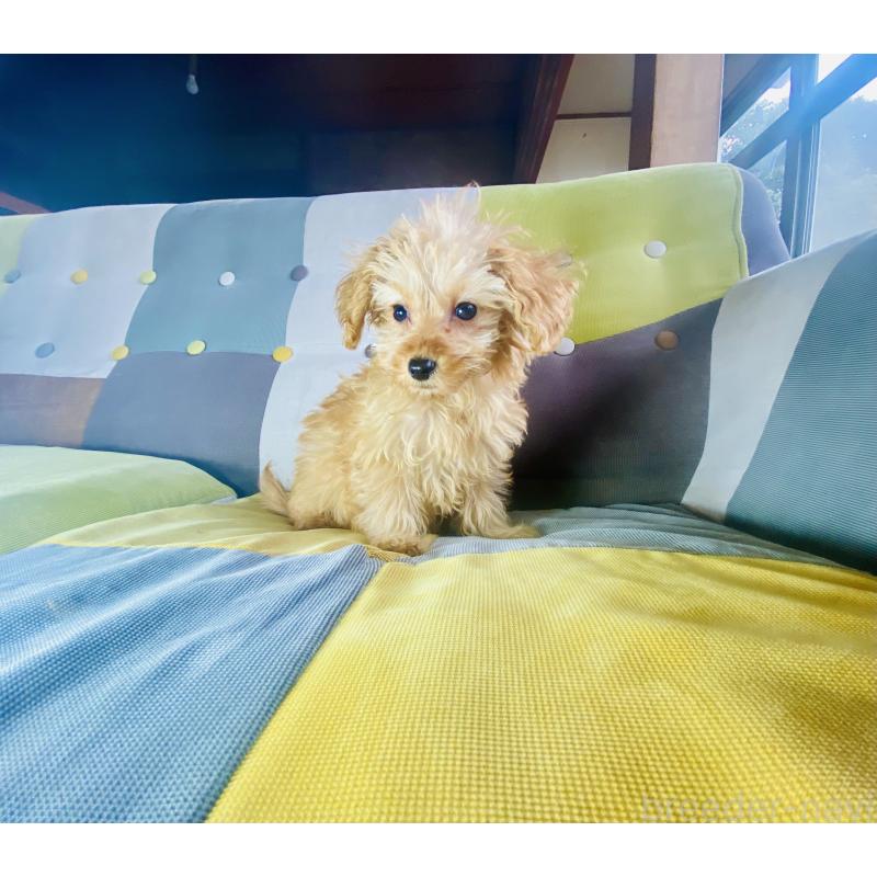 販売中の静岡県のチワプー:チワワ×トイプードル-446723の5枚目