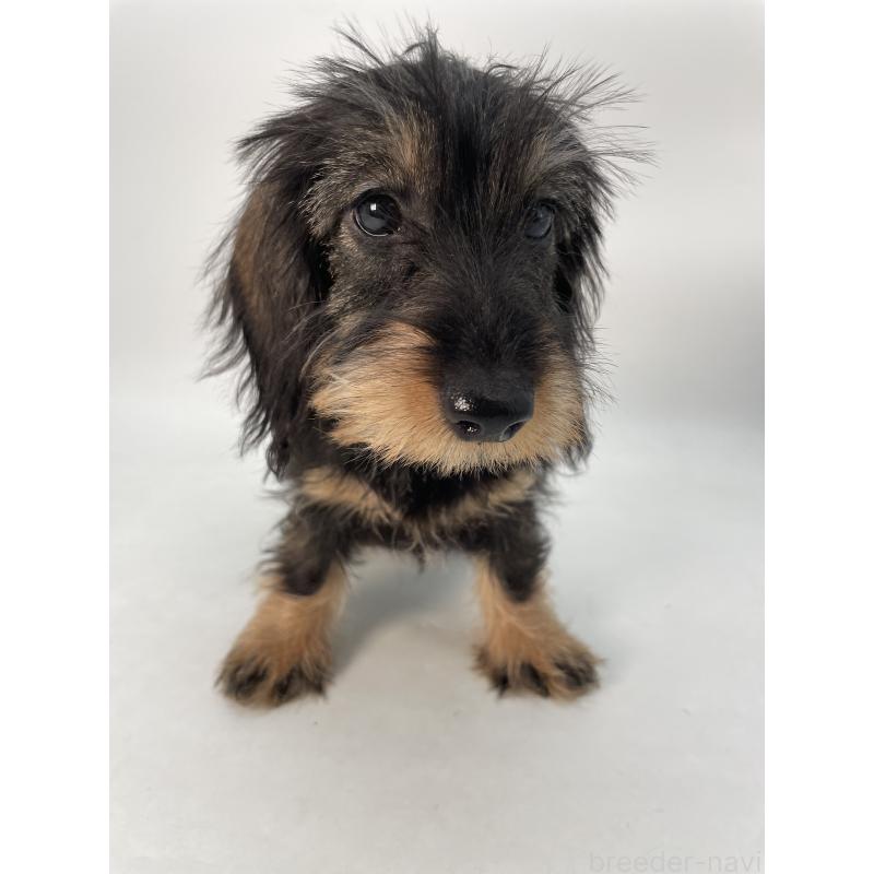 成約済の千葉県のミニチュアダックスフンド(ワイヤーヘアード)-431043の14枚目