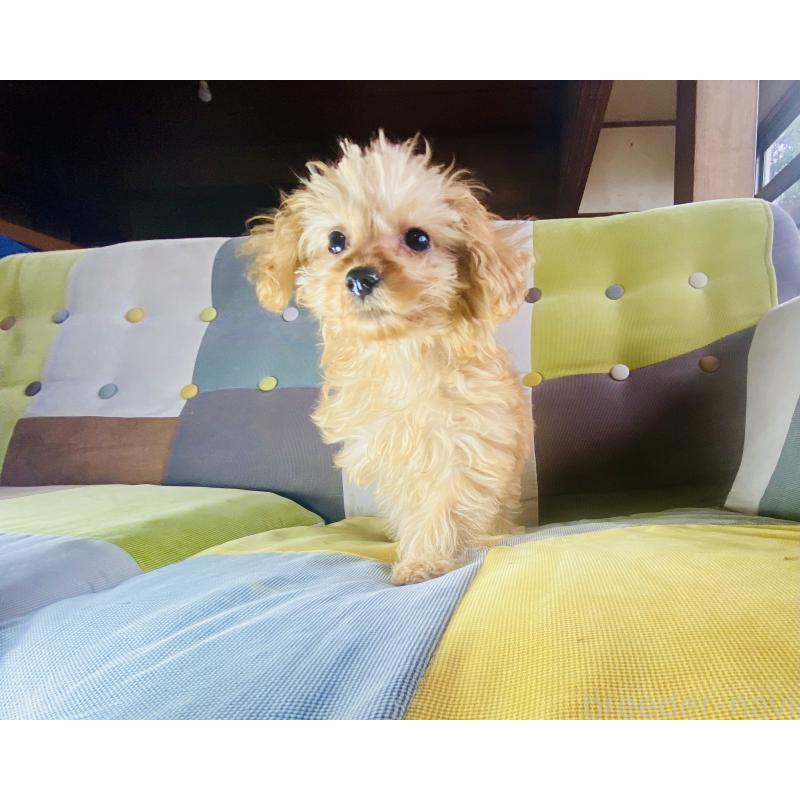 販売中の静岡県のチワプー:チワワ×トイプードル-446723の3枚目