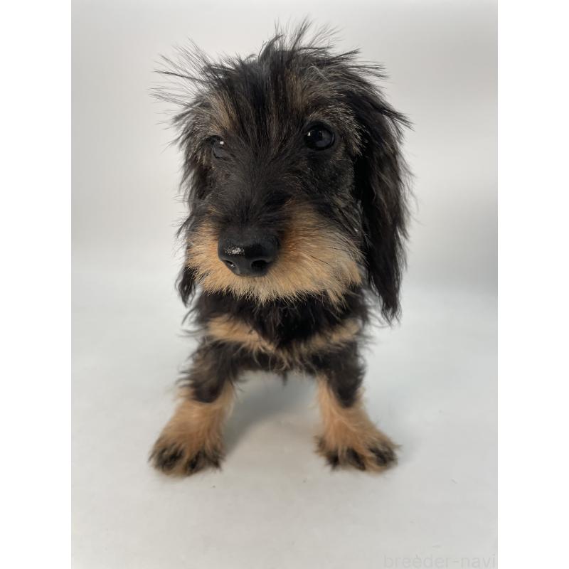 成約済の千葉県のミニチュアダックスフンド(ワイヤーヘアード)-431043の13枚目