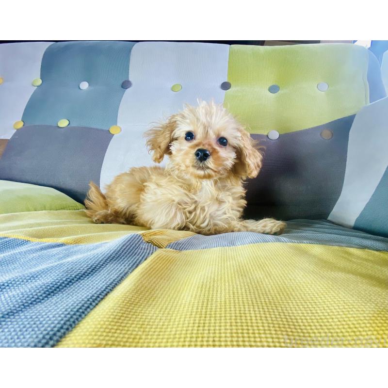 販売中の静岡県のチワプー:チワワ×トイプードル-446723の2枚目