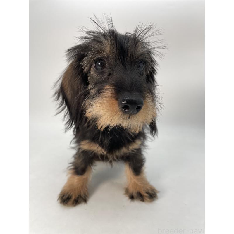 成約済の千葉県のミニチュアダックスフンド(ワイヤーヘアード)-431043の12枚目