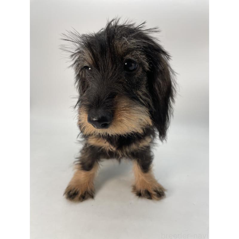 成約済の千葉県のミニチュアダックスフンド(ワイヤーヘアード)-431043の11枚目