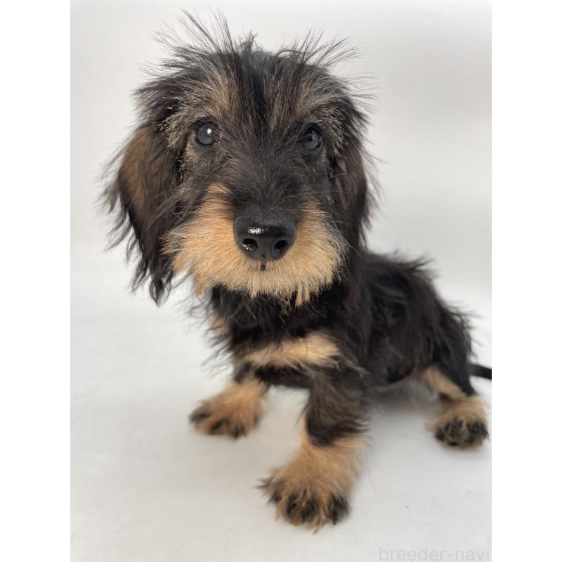 成約済の千葉県のミニチュアダックスフンド(ワイヤーヘアード)-431043の10枚目