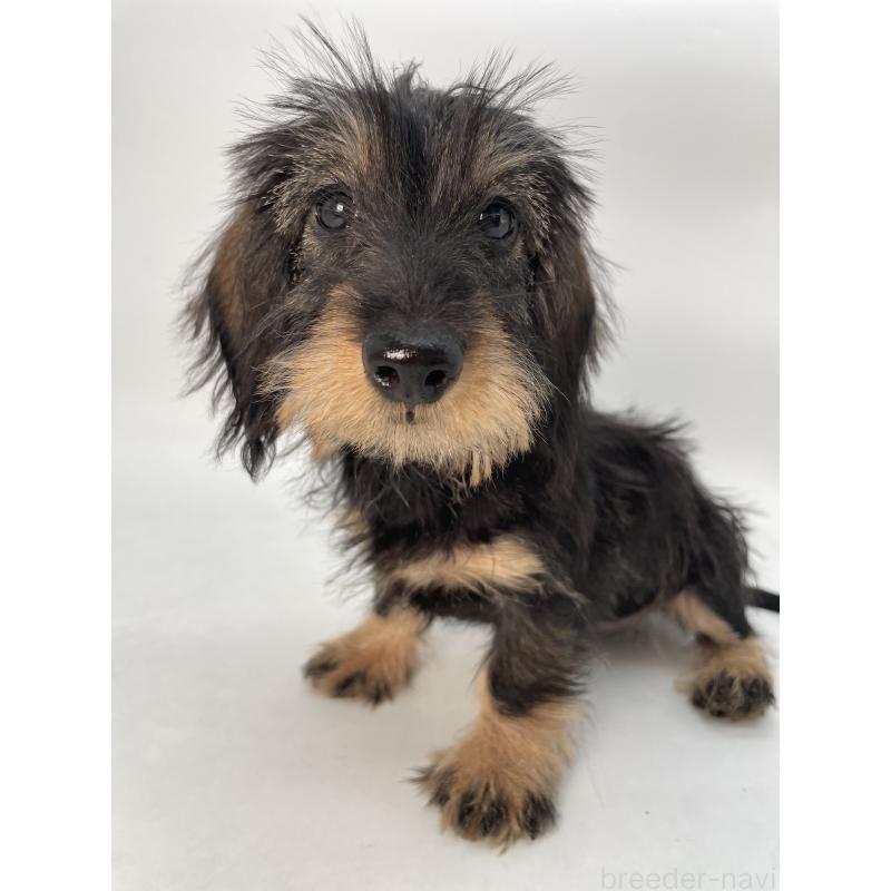 成約済の千葉県のミニチュアダックスフンド(ワイヤーヘアード)-431043の9枚目