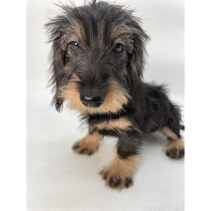 成約済の千葉県のミニチュアダックスフンド(ワイヤーヘアード)-431043の8枚目