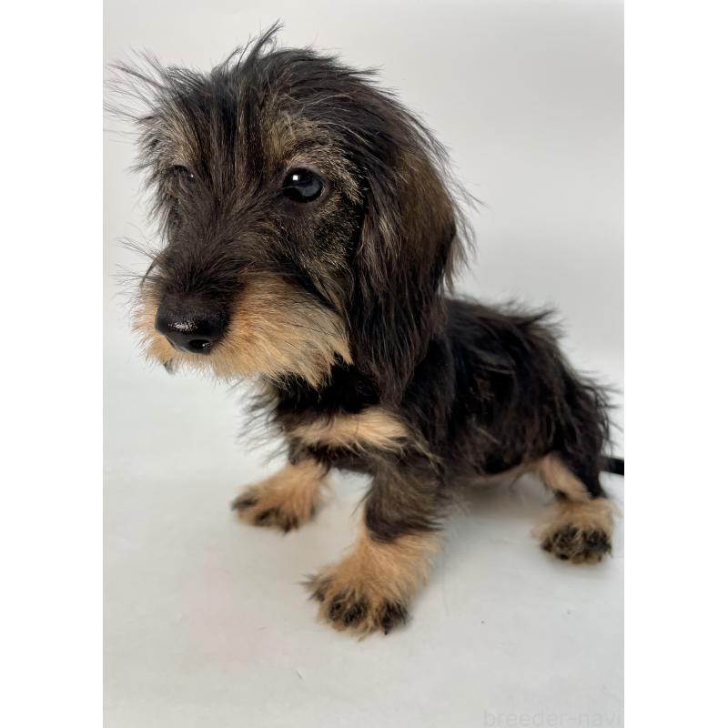 成約済の千葉県のミニチュアダックスフンド(ワイヤーヘアード)-431043の6枚目