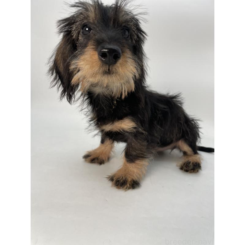 成約済の千葉県のミニチュアダックスフンド(ワイヤーヘアード)-431043の5枚目