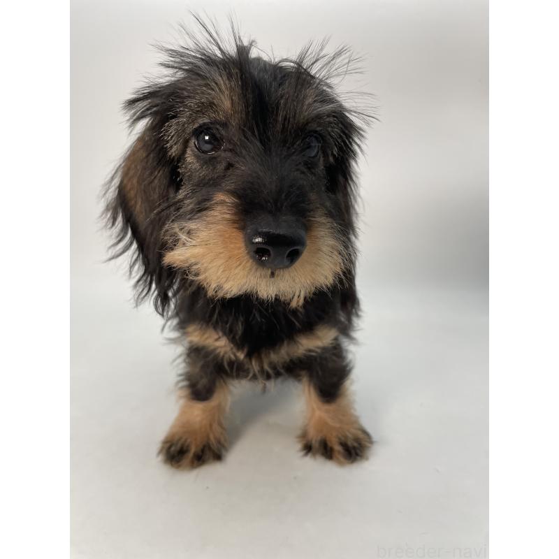 成約済の千葉県のミニチュアダックスフンド(ワイヤーヘアード)-431043の4枚目