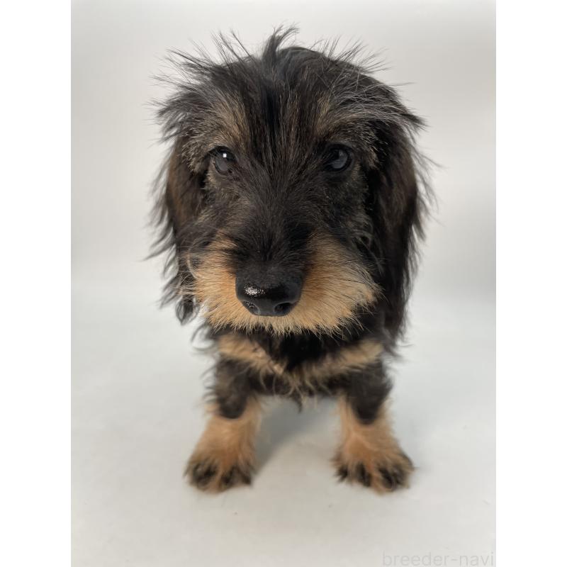 成約済の千葉県のミニチュアダックスフンド(ワイヤーヘアード)-431043の3枚目