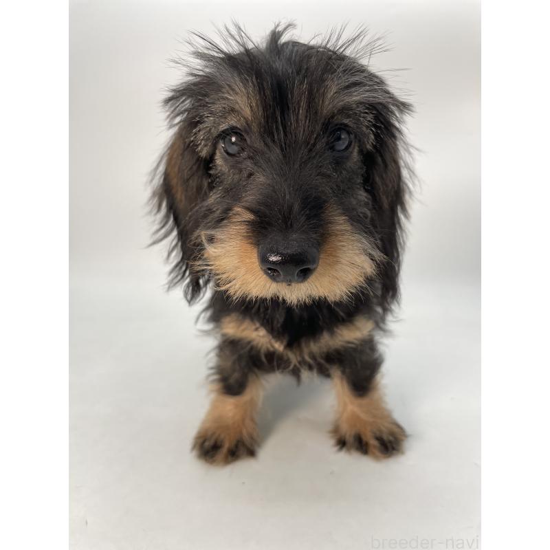 成約済の千葉県のミニチュアダックスフンド(ワイヤーヘアード)-431043の2枚目