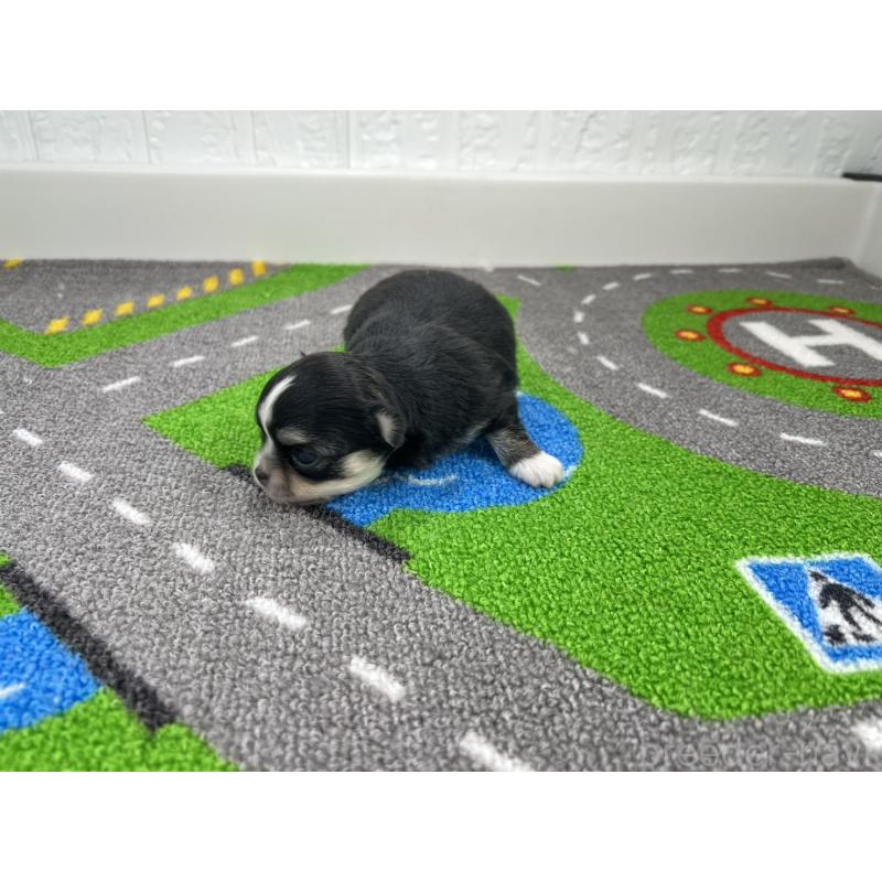 販売中の愛知県のチワワ(ロングコート)-446726の6枚目