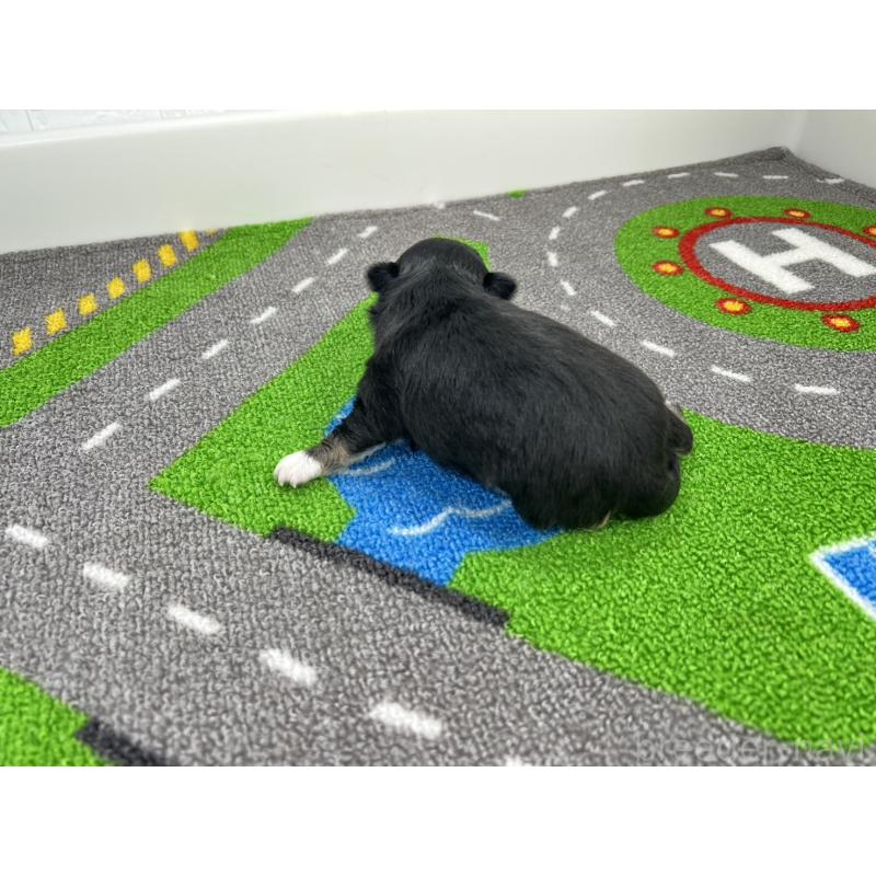 販売中の愛知県のチワワ(ロングコート)-446726の4枚目